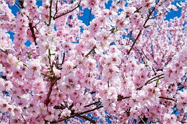 入学入社シーズンの4月に咲く桜